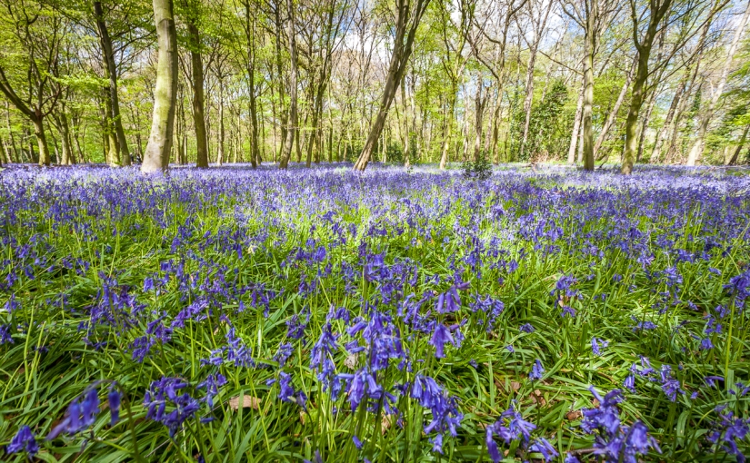 The beautiful bluebells of Chalet Wood.